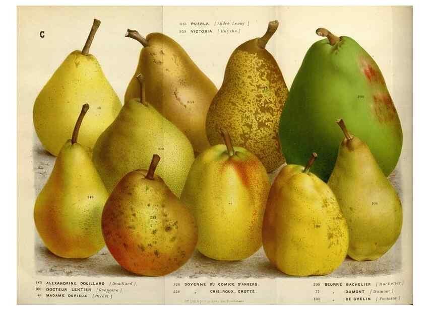 Reproducción/Reproduction 49587546368: Flore des serres et des jardins de l'Europe. A Gand :chez Louis van Houtte, eÌditeur,1845-1880.. 