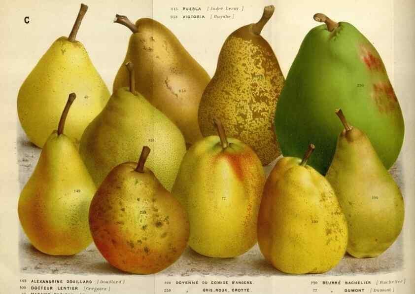 Reproducción/Reproduction 49587546368: Flore des serres et des jardins de l'Europe. A Gand :chez Louis van Houtte, eÌditeur,1845-1880.. 