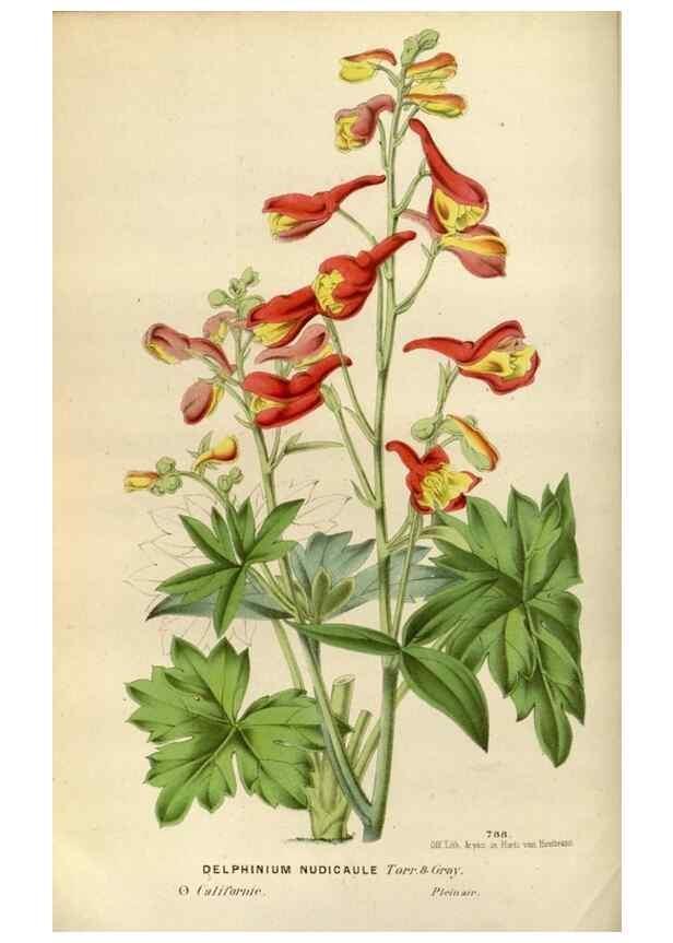 Reproducción/Reproduction 49588284892: Flore des serres et des jardins de l'Europe. A Gand :chez Louis van Houtte, eÌditeur,1845-1880.. 