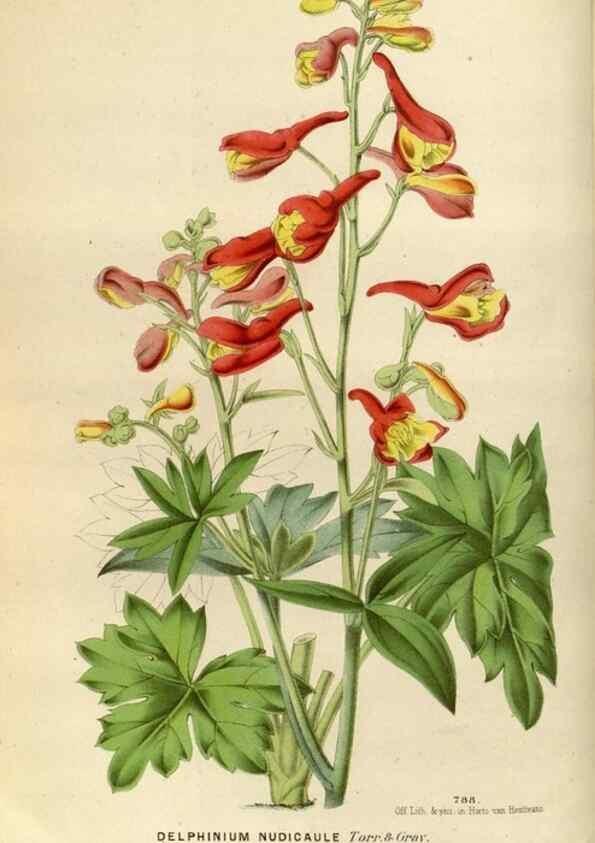 Reproducción/Reproduction 49588284892: Flore des serres et des jardins de l'Europe. A Gand :chez Louis van Houtte, eÌditeur,1845-1880.. 