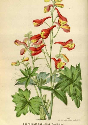 Reproducción/Reproduction 49588284892: Flore des serres et des jardins de l'Europe. A Gand :chez Louis van Houtte, eÌditeur,1845-1880.. 