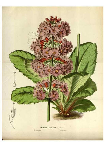 Reproducción/Reproduction 49588040576: Flore des serres et des jardins de l'Europe. A Gand :chez Louis van Houtte, eÌditeur,1845-1880.. 