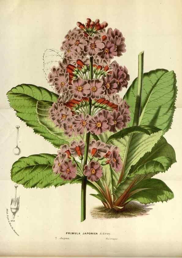 Reproducción/Reproduction 49588040576: Flore des serres et des jardins de l'Europe. A Gand :chez Louis van Houtte, eÌditeur,1845-1880.. 