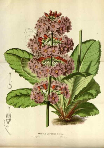 Reproducción/Reproduction 49588040576: Flore des serres et des jardins de l'Europe. A Gand :chez Louis van Houtte, eÌditeur,1845-1880.. 