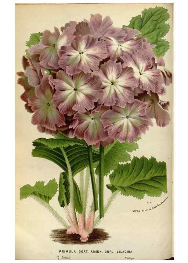 Reproducción/Reproduction 49587546923: Flore des serres et des jardins de l'Europe. A Gand :chez Louis van Houtte, eÌditeur,1845-1880.. 