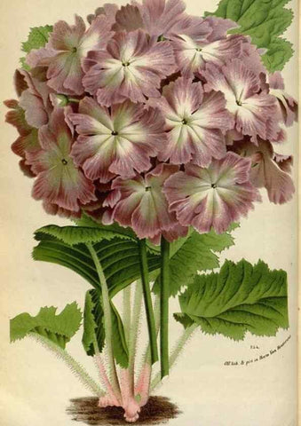Reproducción/Reproduction 49587546923: Flore des serres et des jardins de l'Europe. A Gand :chez Louis van Houtte, eÌditeur,1845-1880.. 