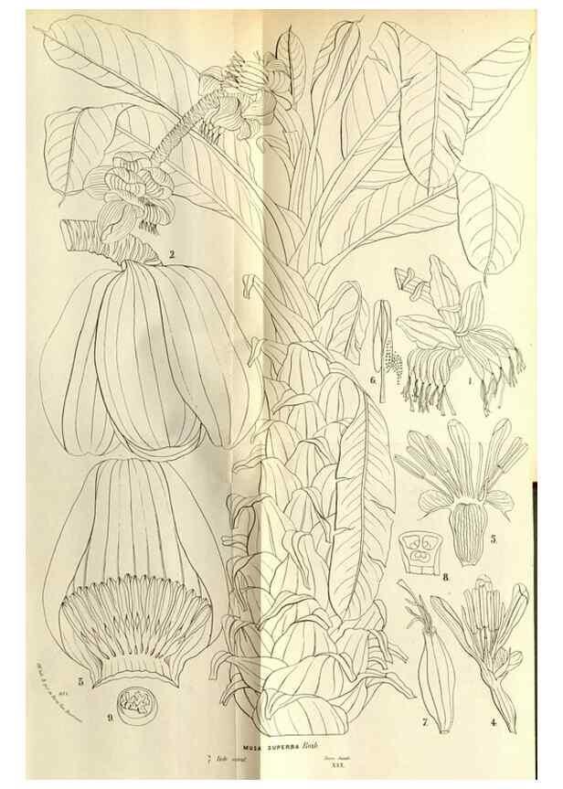 Reproducción/Reproduction 49588284052: Flore des serres et des jardins de l'Europe. A Gand :chez Louis van Houtte, eÌditeur,1845-1880.. 