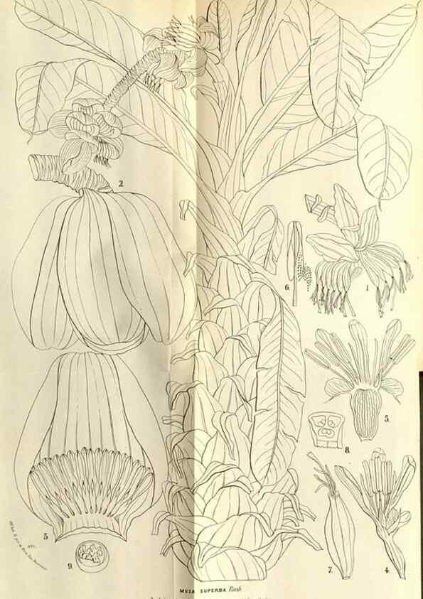 Reproducción/Reproduction 49588284052: Flore des serres et des jardins de l'Europe. A Gand :chez Louis van Houtte, eÌditeur,1845-1880.. 