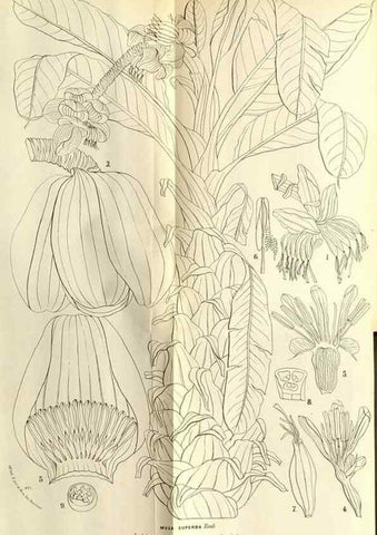 Reproducción/Reproduction 49588284052: Flore des serres et des jardins de l'Europe. A Gand :chez Louis van Houtte, eÌditeur,1845-1880.. 