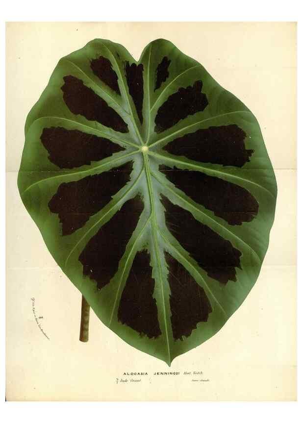 Reproducción/Reproduction 49588185132: Flore des serres et des jardins de l'Europe. A Gand :chez Louis van Houtte, eÌditeur,1845-1880.. 