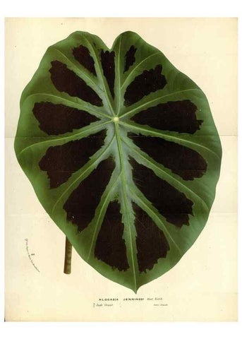 Reproducción/Reproduction 49588185132: Flore des serres et des jardins de l'Europe. A Gand :chez Louis van Houtte, eÌditeur,1845-1880.. 