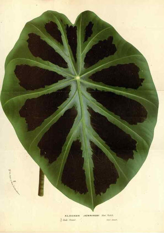 Reproducción/Reproduction 49588185132: Flore des serres et des jardins de l'Europe. A Gand :chez Louis van Houtte, eÌditeur,1845-1880.. 