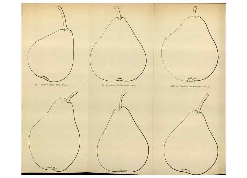 Reproducción/Reproduction 49588291327: Flore des serres et des jardins de l'Europe. A Gand :chez Louis van Houtte, eÌditeur,1845-1880.. 