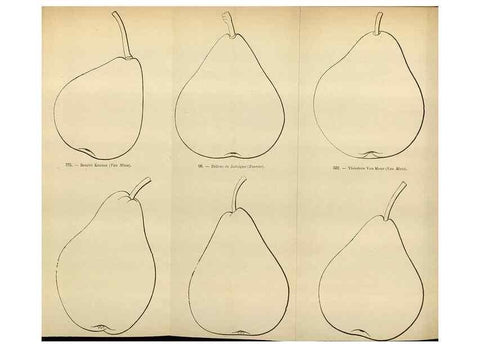 Reproducción/Reproduction 49588291327: Flore des serres et des jardins de l'Europe. A Gand :chez Louis van Houtte, eÌditeur,1845-1880.. 