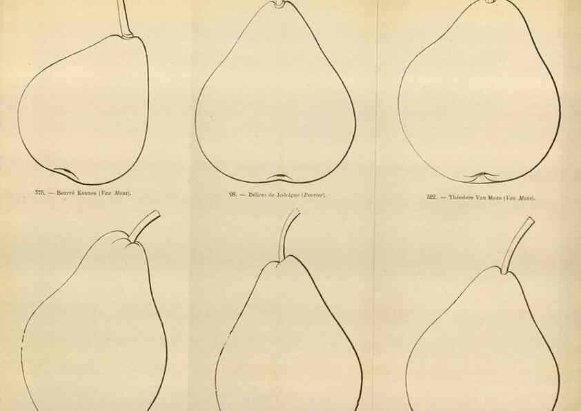 Reproducción/Reproduction 49588291327: Flore des serres et des jardins de l'Europe. A Gand :chez Louis van Houtte, eÌditeur,1845-1880.. 