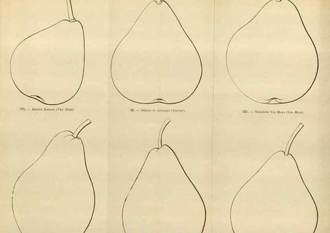 Reproducción/Reproduction 49588291327: Flore des serres et des jardins de l'Europe. A Gand :chez Louis van Houtte, eÌditeur,1845-1880.. 