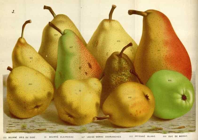 Reproducción/Reproduction 49588047006: Flore des serres et des jardins de l'Europe. A Gand :chez Louis van Houtte, eÌditeur,1845-1880.. 