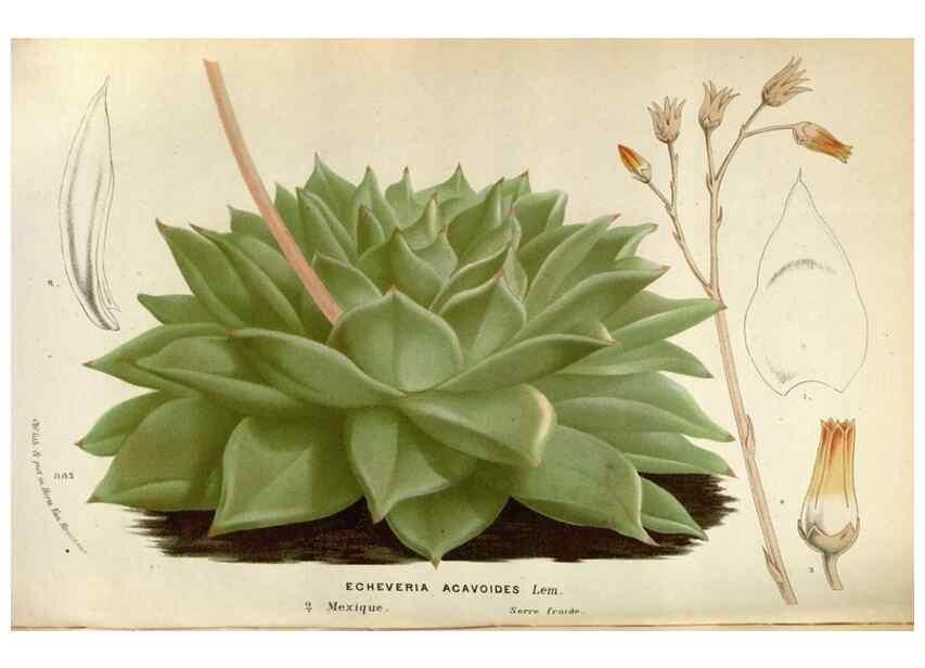 Reproducción/Reproduction 49587558518: Flore des serres et des jardins de l'Europe. A Gand :chez Louis van Houtte, eÌditeur,1845-1880.. 