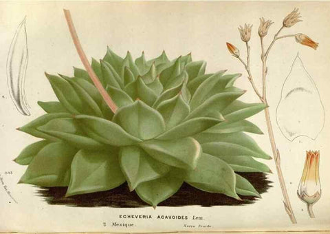 Reproducción/Reproduction 49587558518: Flore des serres et des jardins de l'Europe. A Gand :chez Louis van Houtte, eÌditeur,1845-1880.. 