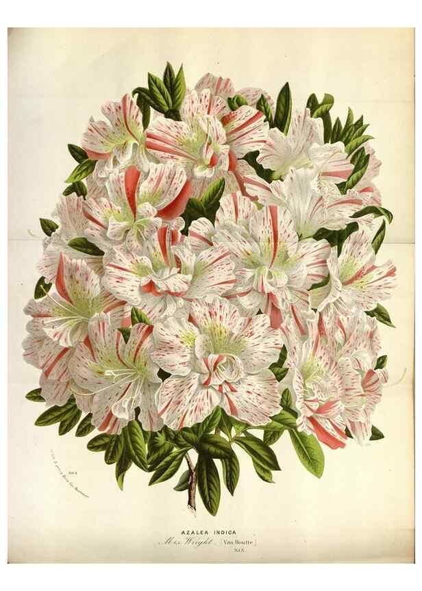 Reproducción/Reproduction 49588052926: Flore des serres et des jardins de l'Europe. A Gand :chez Louis van Houtte, eÌditeur,1845-1880.. 