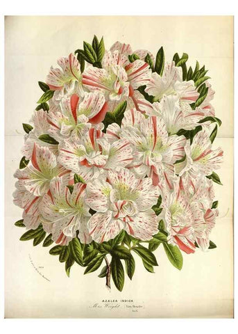 Reproducción/Reproduction 49588052926: Flore des serres et des jardins de l'Europe. A Gand :chez Louis van Houtte, eÌditeur,1845-1880.. 