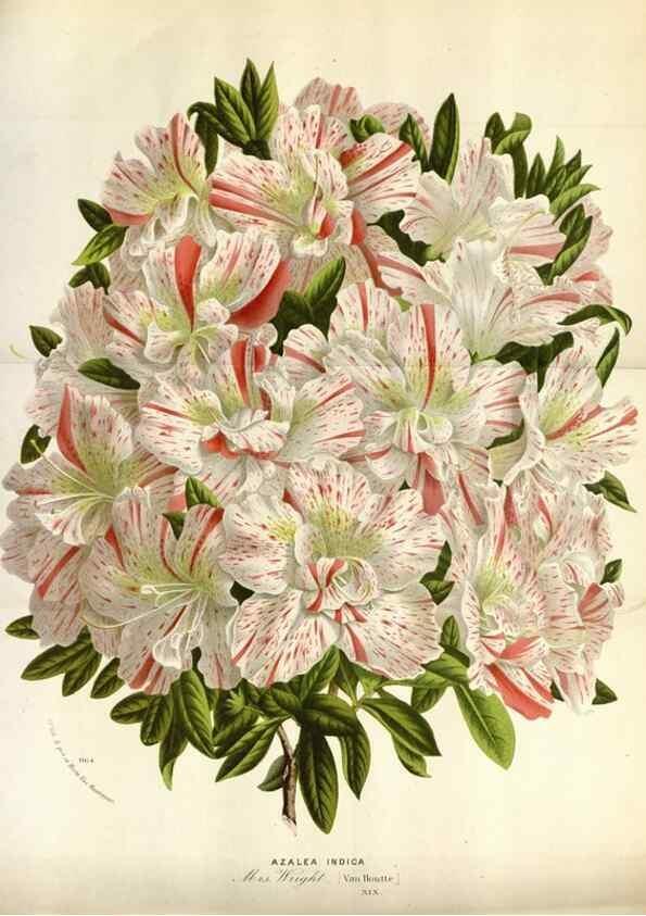 Reproducción/Reproduction 49588052926: Flore des serres et des jardins de l'Europe. A Gand :chez Louis van Houtte, eÌditeur,1845-1880.. 