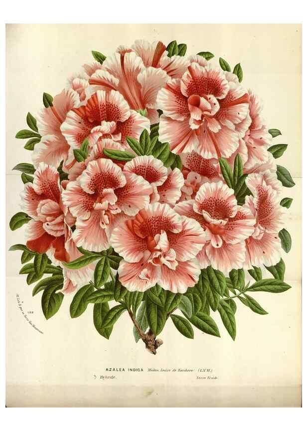 Reproducción/Reproduction 49587559043: Flore des serres et des jardins de l'Europe. A Gand :chez Louis van Houtte, eÌditeur,1845-1880.. 
