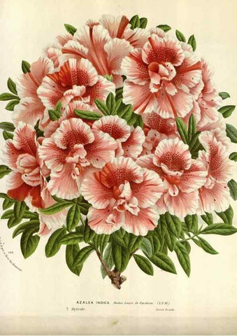 Reproducción/Reproduction 49587559043: Flore des serres et des jardins de l'Europe. A Gand :chez Louis van Houtte, eÌditeur,1845-1880.. 