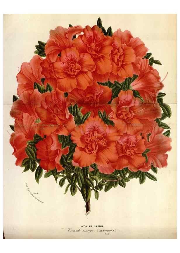 Reproducción/Reproduction 49587559363: Flore des serres et des jardins de l'Europe. A Gand :chez Louis van Houtte, eÌditeur,1845-1880.. 