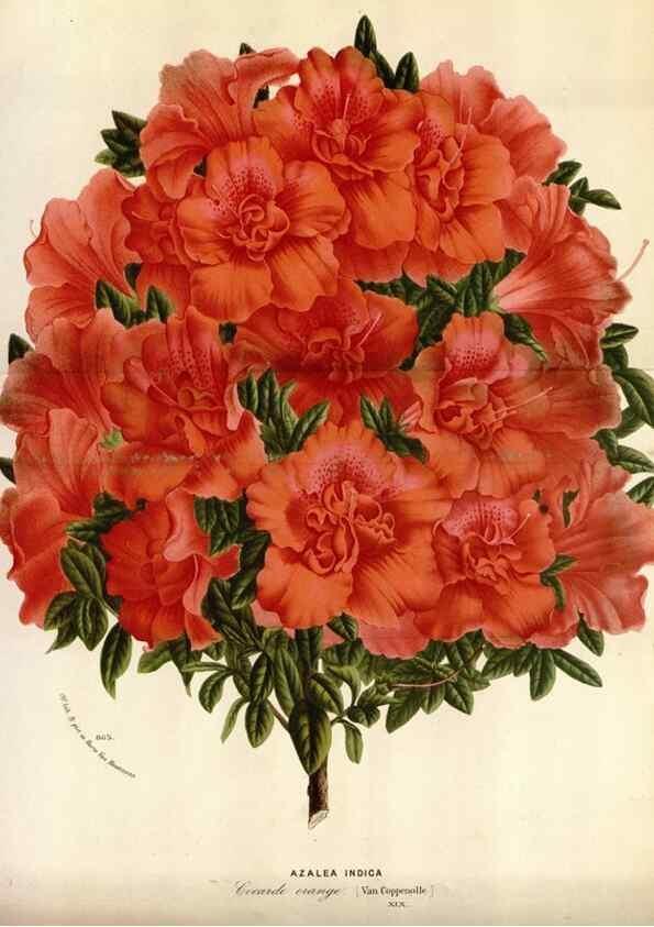 Reproducción/Reproduction 49587559363: Flore des serres et des jardins de l'Europe. A Gand :chez Louis van Houtte, eÌditeur,1845-1880.. 