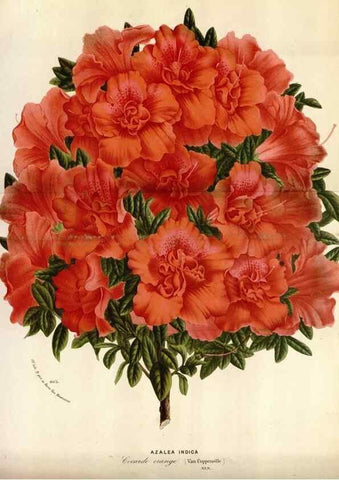 Reproducción/Reproduction 49587559363: Flore des serres et des jardins de l'Europe. A Gand :chez Louis van Houtte, eÌditeur,1845-1880.. 