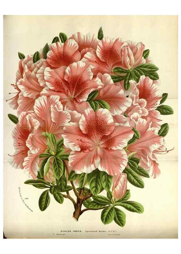 Reproducción/Reproduction 49588297942: Flore des serres et des jardins de l'Europe. A Gand :chez Louis van Houtte, eÌditeur,1845-1880.. 