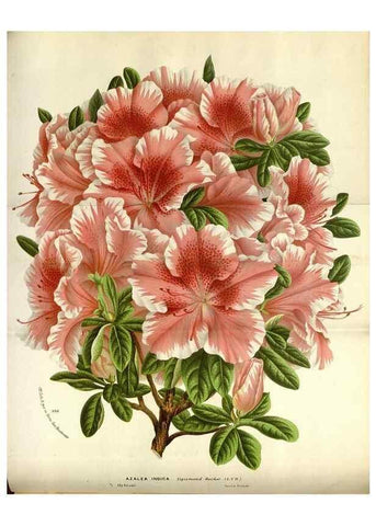 Reproducción/Reproduction 49588297942: Flore des serres et des jardins de l'Europe. A Gand :chez Louis van Houtte, eÌditeur,1845-1880.. 