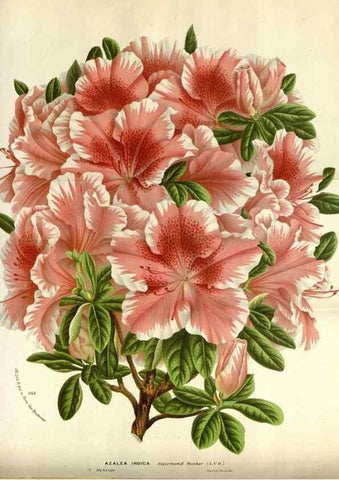 Reproducción/Reproduction 49588297942: Flore des serres et des jardins de l'Europe. A Gand :chez Louis van Houtte, eÌditeur,1845-1880.. 