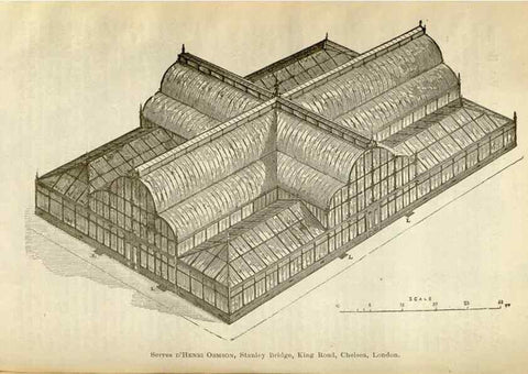 Reproducción/Reproduction 49588054161: Flore des serres et des jardins de l'Europe. A Gand :chez Louis van Houtte, eÌditeur,1845-1880.. 