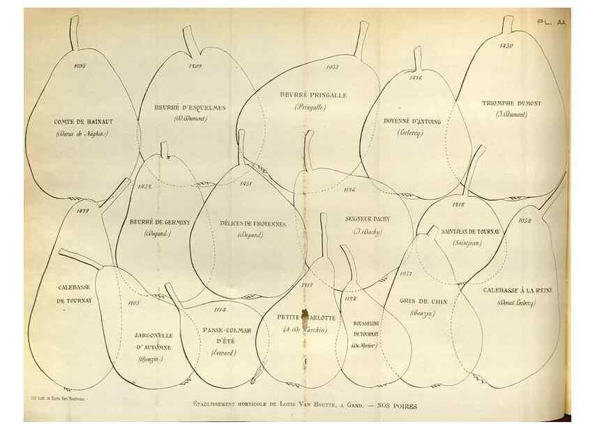 Reproducción/Reproduction 49588298457: Flore des serres et des jardins de l'Europe. A Gand :chez Louis van Houtte, eÌditeur,1845-1880.. 