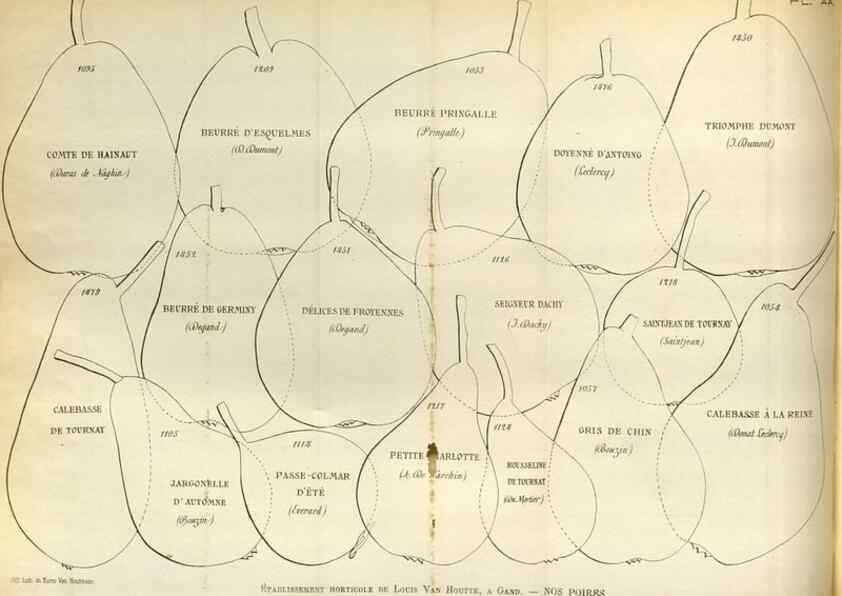 Reproducción/Reproduction 49588298457: Flore des serres et des jardins de l'Europe. A Gand :chez Louis van Houtte, eÌditeur,1845-1880.. 