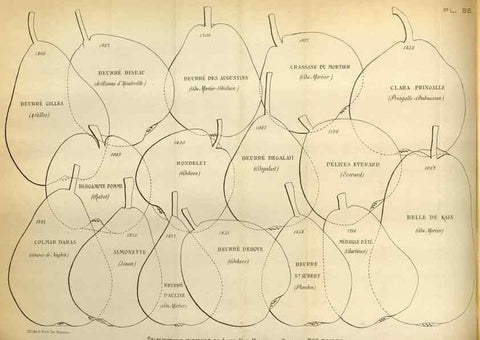 Reproducción/Reproduction 49587560328: Flore des serres et des jardins de l'Europe. A Gand :chez Louis van Houtte, eÌditeur,1845-1880.. 