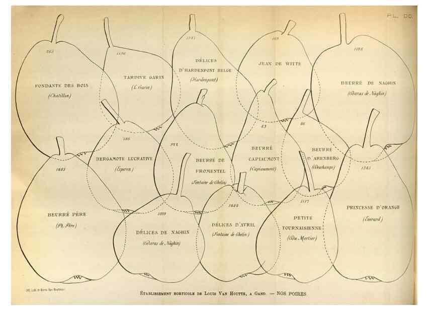 Reproducción/Reproduction 49588299097: Flore des serres et des jardins de l'Europe. A Gand :chez Louis van Houtte, eÌditeur,1845-1880.. 