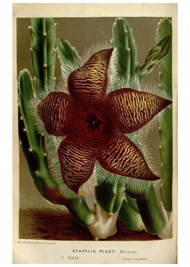 Reproducción/Reproduction 49588055241: Flore des serres et des jardins de l'Europe. A Gand :chez Louis van Houtte, eÌditeur,1845-1880.. 