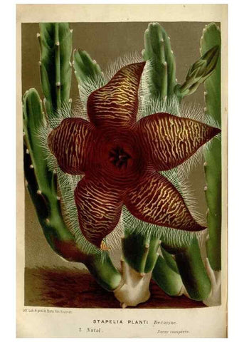 Reproducción/Reproduction 49588055241: Flore des serres et des jardins de l'Europe. A Gand :chez Louis van Houtte, eÌditeur,1845-1880.. 