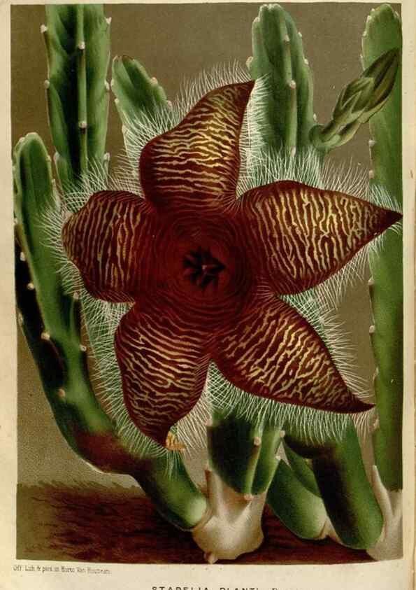 Reproducción/Reproduction 49588055241: Flore des serres et des jardins de l'Europe. A Gand :chez Louis van Houtte, eÌditeur,1845-1880.. 