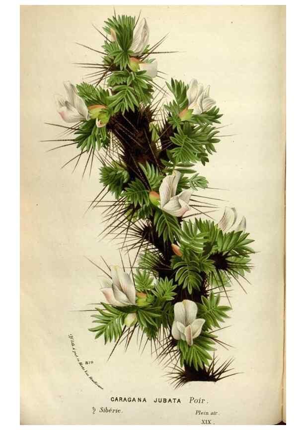 Reproducción/Reproduction 49588299597: Flore des serres et des jardins de l'Europe. A Gand :chez Louis van Houtte, eÌditeur,1845-1880.. 
