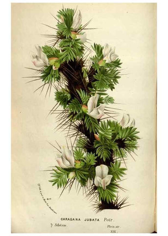 Reproducción/Reproduction 49588299597: Flore des serres et des jardins de l'Europe. A Gand :chez Louis van Houtte, eÌditeur,1845-1880.. 