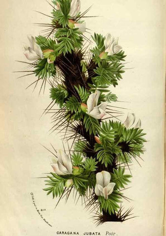 Reproducción/Reproduction 49588299597: Flore des serres et des jardins de l'Europe. A Gand :chez Louis van Houtte, eÌditeur,1845-1880.. 