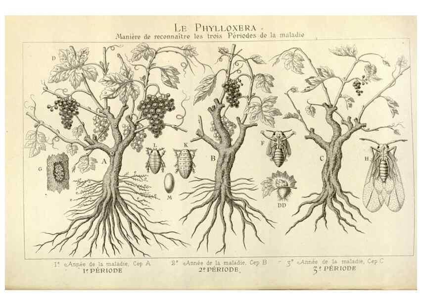 Reproducción/Reproduction 49588299842: Flore des serres et des jardins de l'Europe. A Gand :chez Louis van Houtte, eÌditeur,1845-1880.. 