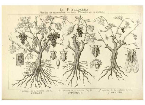 Reproducción/Reproduction 49588299842: Flore des serres et des jardins de l'Europe. A Gand :chez Louis van Houtte, eÌditeur,1845-1880.. 