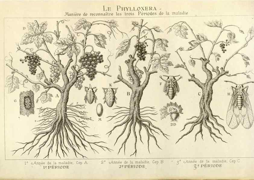 Reproducción/Reproduction 49588299842: Flore des serres et des jardins de l'Europe. A Gand :chez Louis van Houtte, eÌditeur,1845-1880.. 
