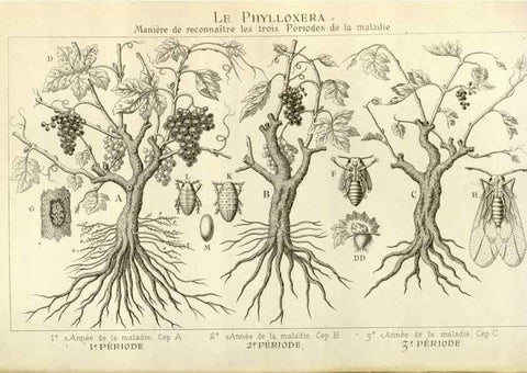 Reproducción/Reproduction 49588299842: Flore des serres et des jardins de l'Europe. A Gand :chez Louis van Houtte, eÌditeur,1845-1880.. 