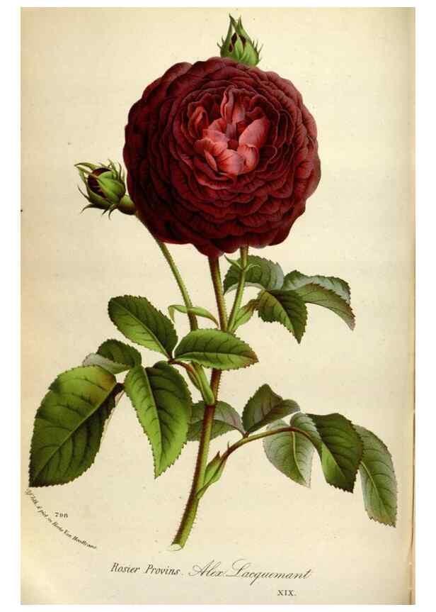 Reproducción/Reproduction 49587561598: Flore des serres et des jardins de l'Europe. A Gand :chez Louis van Houtte, eÌditeur,1845-1880.. 